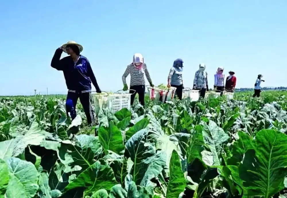 為什么要使用更多的有機肥料？看完你就明白了！